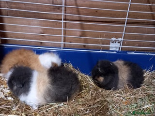 Guinea Pig rodents Swiss baby guinea-pigs - Advert 1