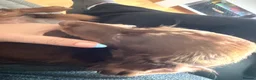 Miniature Dachshund dogs for sale: 1 year old miniature dapple long haired dashound in Newhaven - Advert 5
