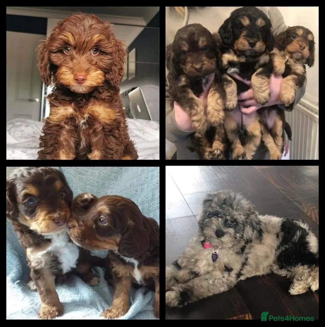 Poodle dogs for stud: KC registered/health tested Poodle studs in Bolton - Advert 10