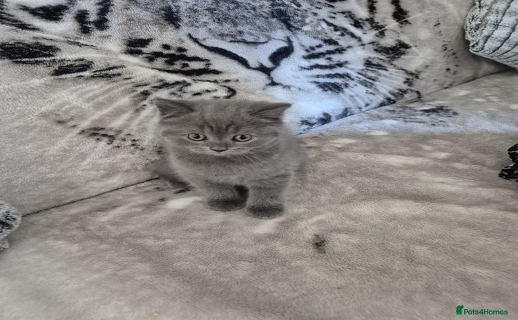 British Shorthair cats - Advert 14