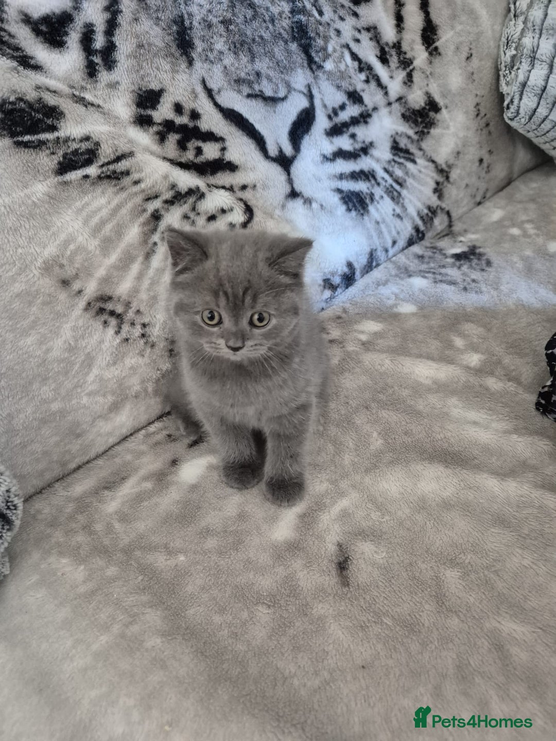 British Shorthair cats for sale: 2 Beautiful British Short Hair kittens - Image 1