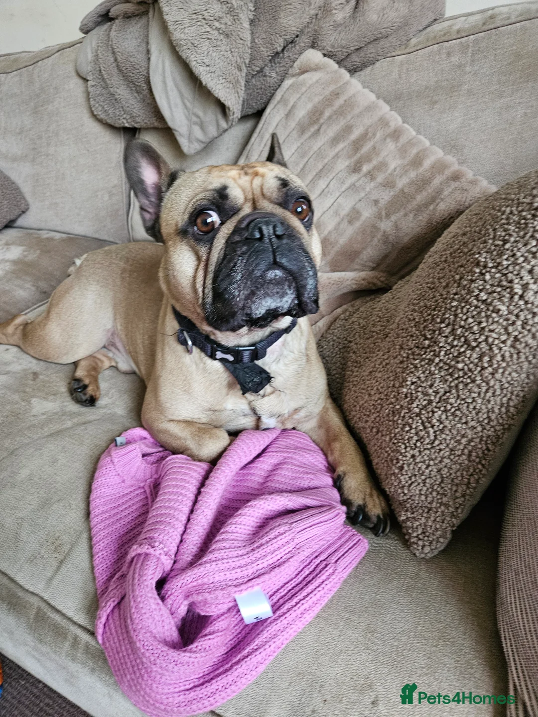 French Bulldog dogs for sale: Bailey the frenchie - Advert 3