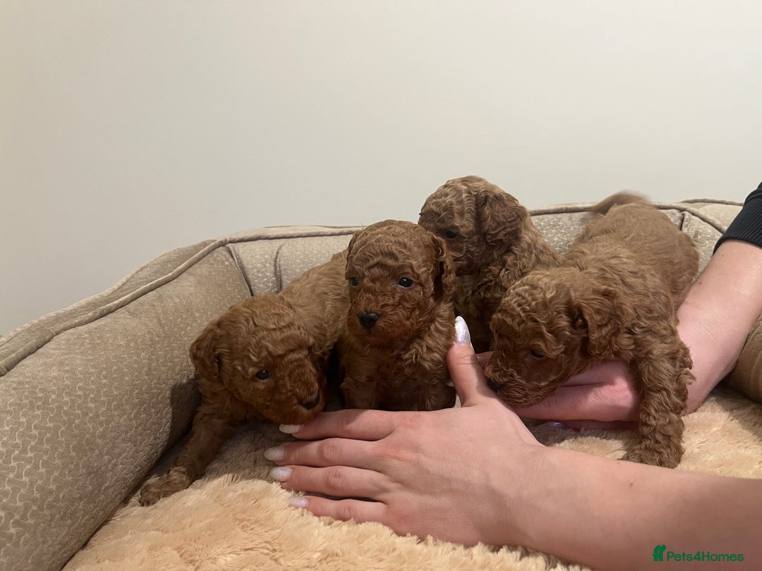 Toy Poodle dogs for sale: Pure toy poodle pups - Advert 5