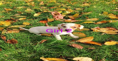 Jack Russell dogs - Advert 2
