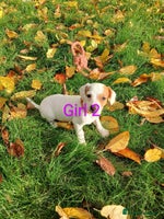 Jack Russell dogs - Advert 2