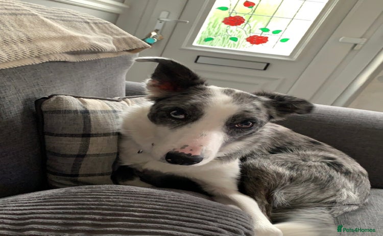 Border Collie dogs - Advert 1