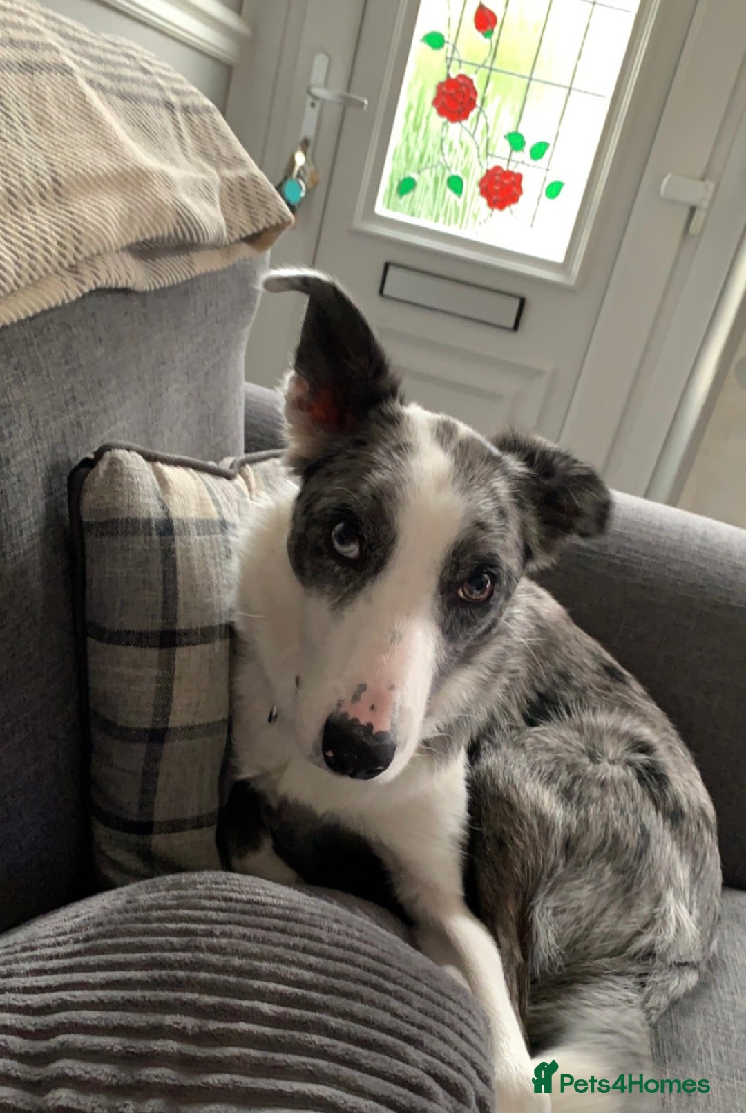 Border Collie dogs for sale: Border collie - Image 1