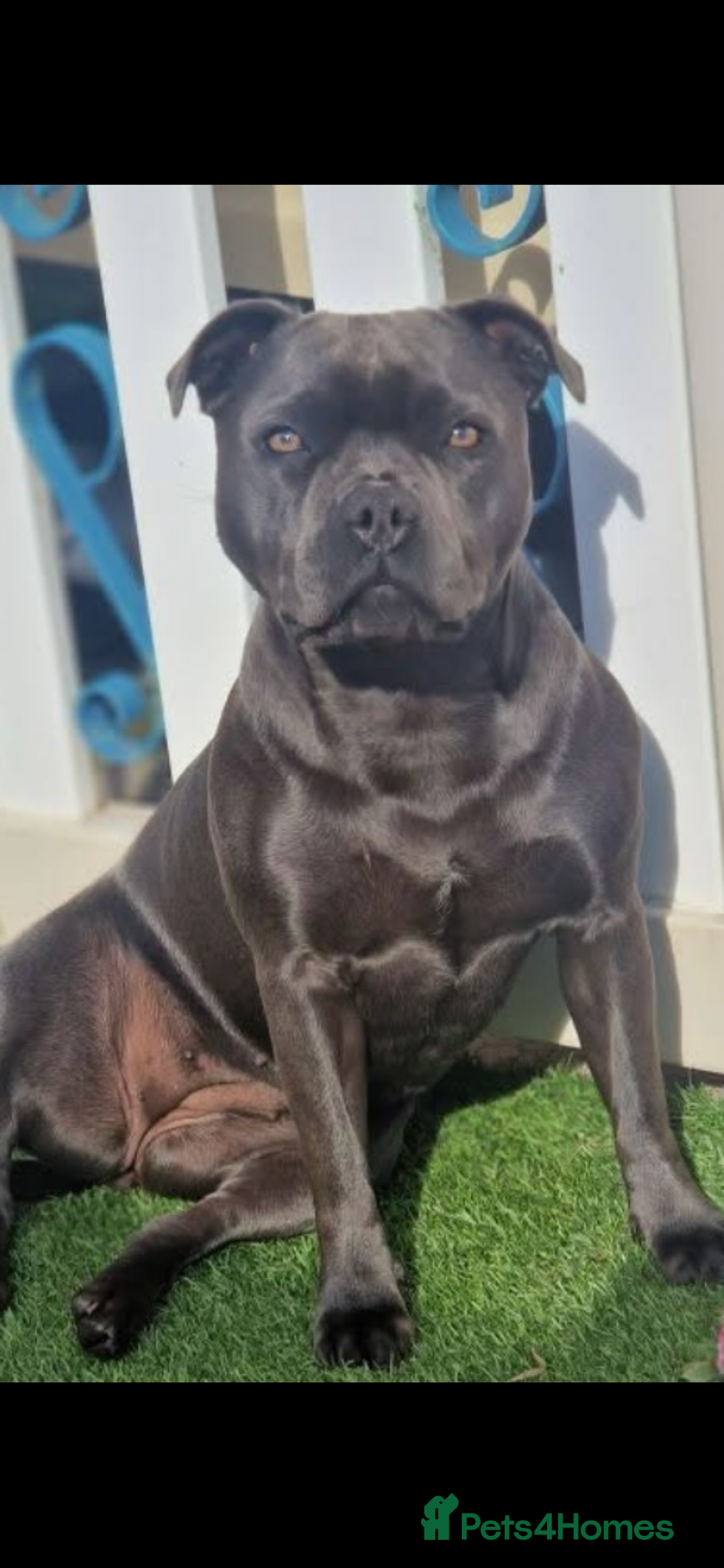 Staffordshire Bull Terrier dogs for sale: Blue Staffordshire bull terrier puppies  - Advert 1