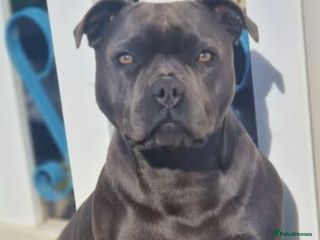 Staffordshire Bull Terrier dogs Blue Staffordshire bull terrier puppies - Advert 3