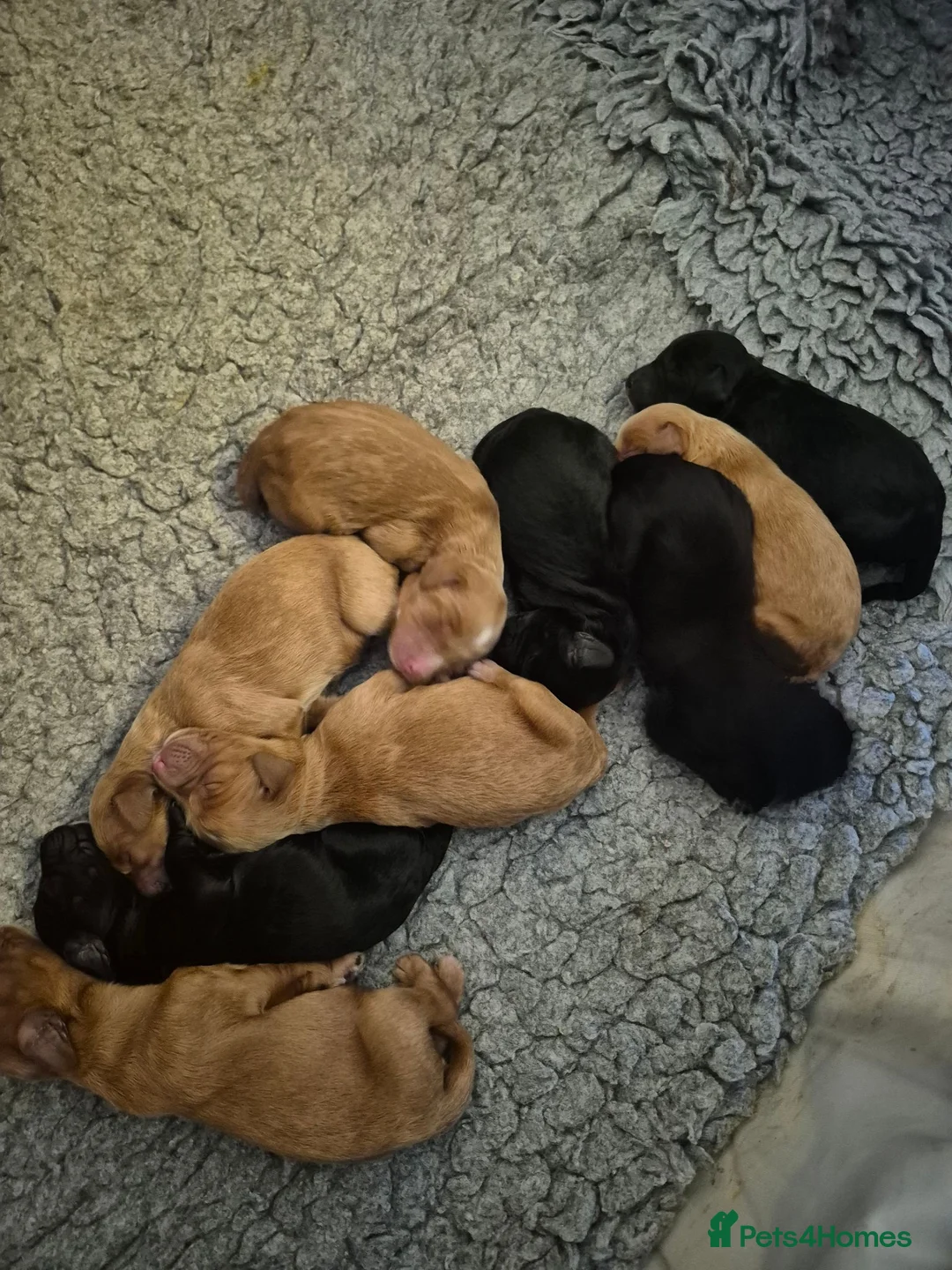 Irish Doodle dogs for sale: Gorgeous Irish Doodle Litter Ready For New Homes in Ilford - Advert 2