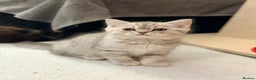 Scottish Fold cats for sale: Scottish fold kittens for sale! - Advert 15