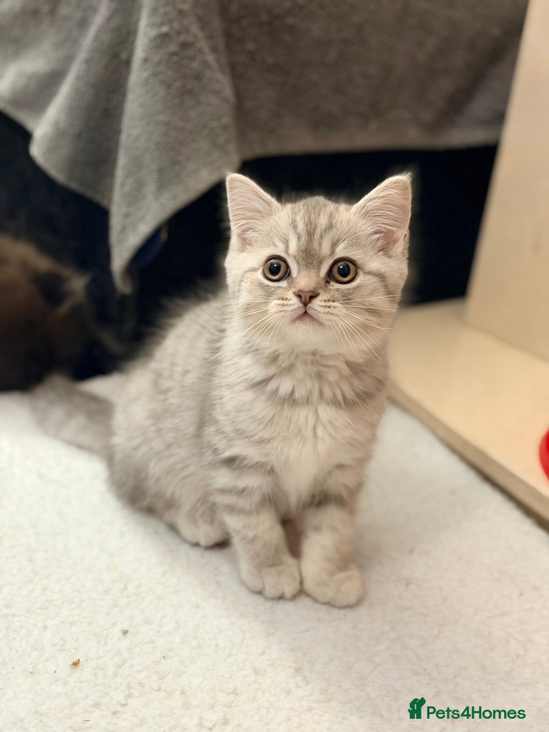 Scottish Fold cats for sale: Scottish fold kittens for sale! - Advert 15