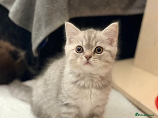 Scottish Fold cats Scottish fold kittens for sale! (3 black smoke!) - Advert 5
