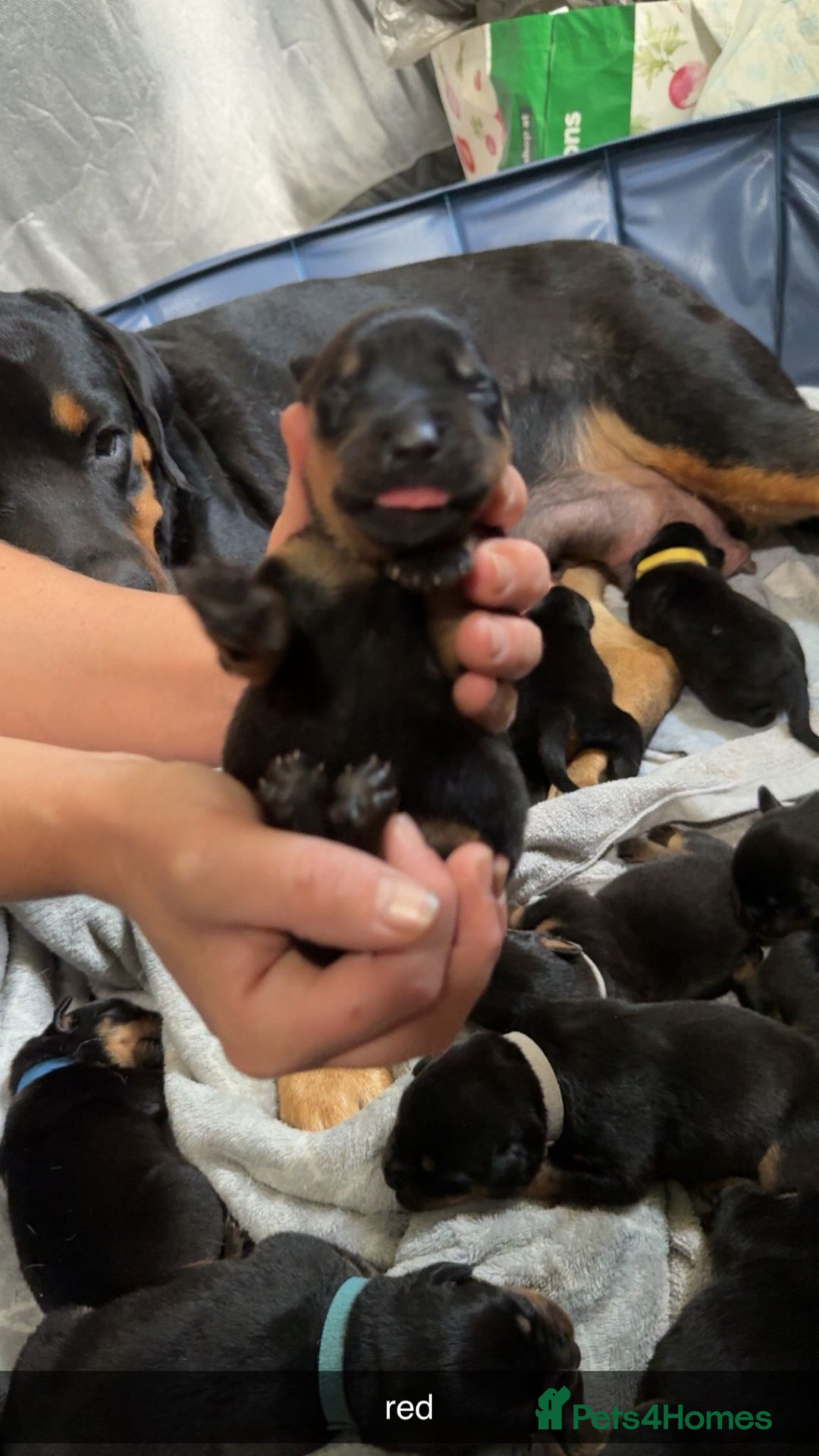 Rottweiler dogs for sale: Rottweiler puppies  - Image 3