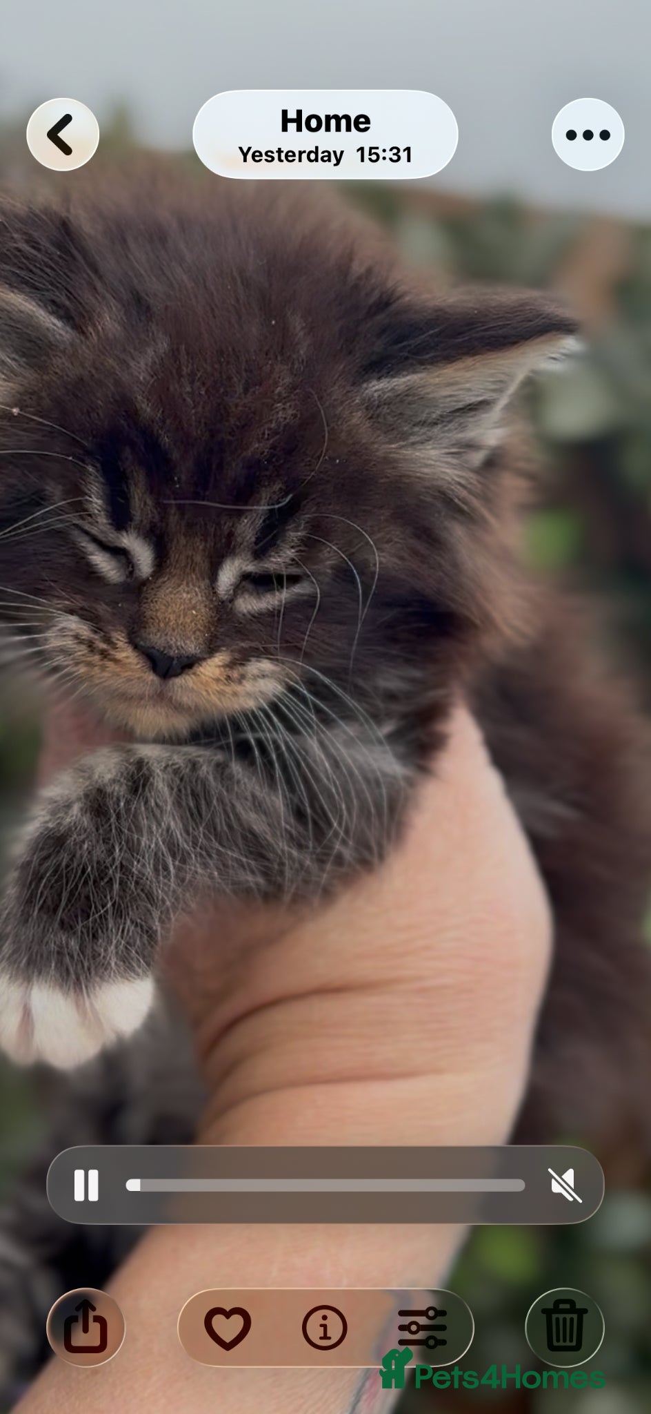 Maine Coon cats Stunning pedigree long coated Mainecoons  - Advert 15