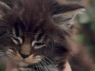 Maine Coon cats Stunning pedigree long coated Mainecoons - Advert 5