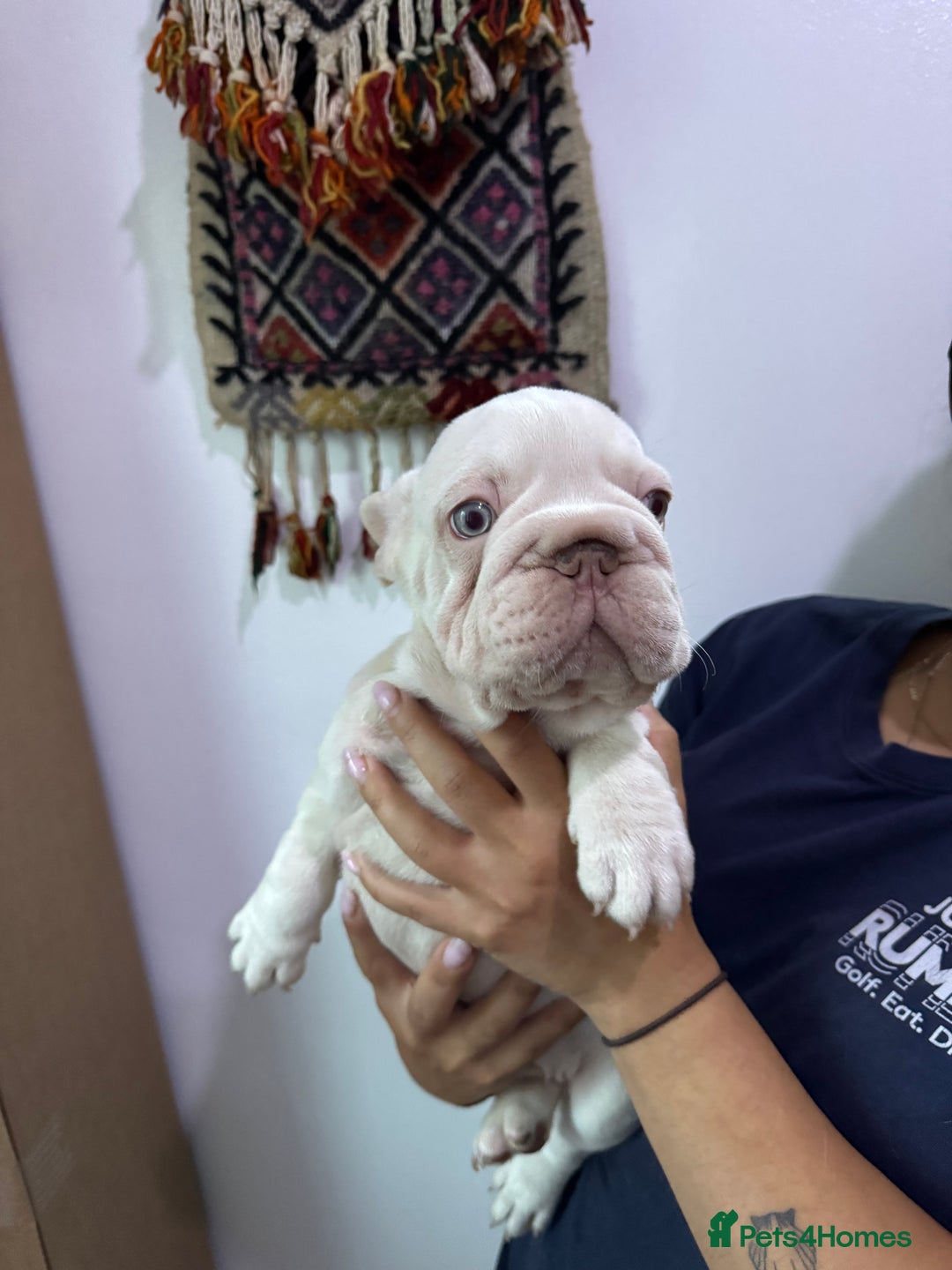 French Bulldog dogs for sale: French bulldog puppies - Image 4