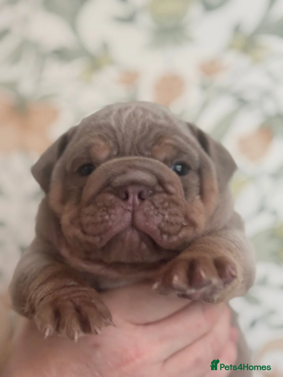 English Bulldog dogs for sale: FULL SUIT ENGLISH BULLDOGS  - Advert 1