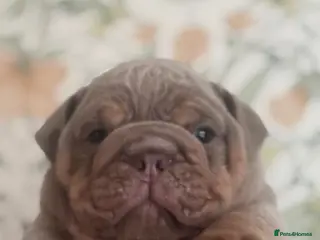 English Bulldog dogs FULL SUIT ENGLISH BULLDOGS - Advert 12