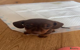 Miniature Dachshund dogs for sale: Miniature Dachshund Puppies - Image 28