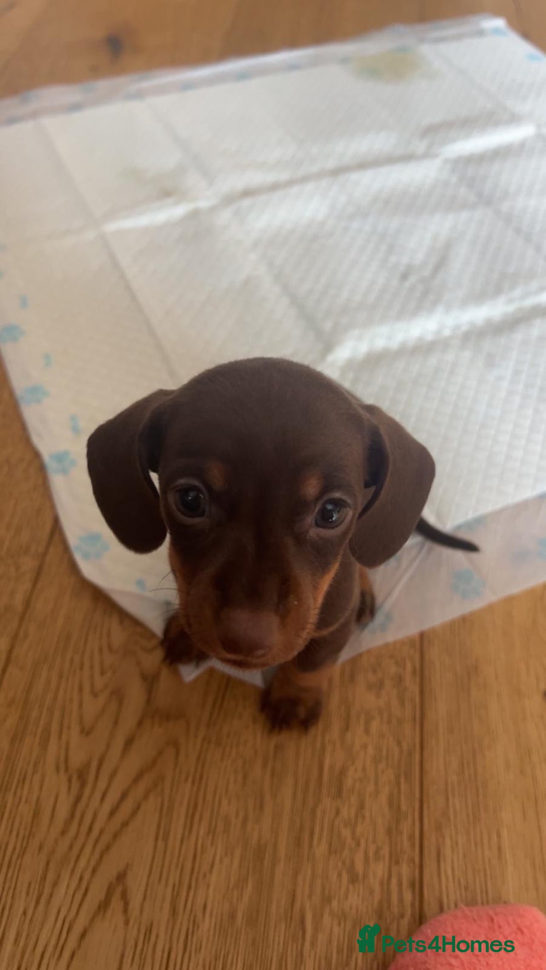 Miniature Dachshund dogs for sale: Miniature Dachshund Puppies - Image 28