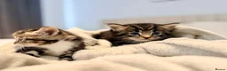 Turkish Angora cats for sale: 1 REMAINING Beautiful TurkishAngora Cross Kittens  - Advert 18