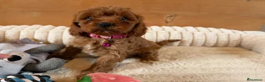 Cavapoo 3
