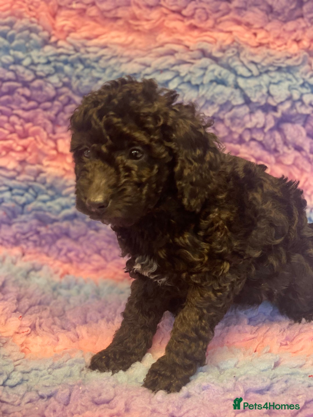 Cockapoo dogs for sale: F1b cockapoo ready to leave now last girl left - Image 19