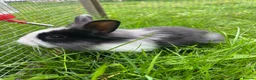 Lionhead rabbits for sale: Adorable dwarf/lionhead baby rabbits - Advert 7