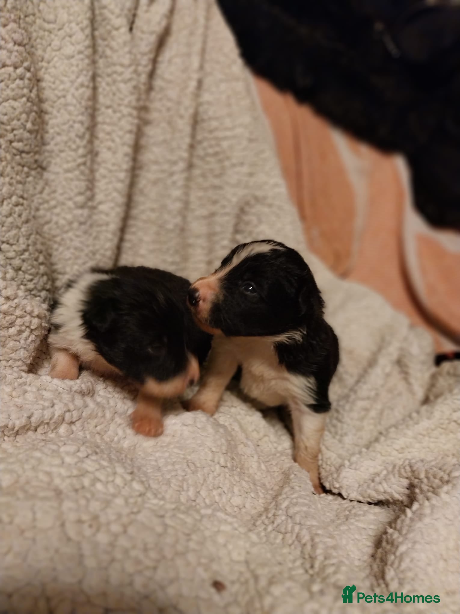 Border Collie dogs Beautiful border collie puppies - Advert 5