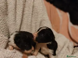 Border Collie dogs Beautiful border collie puppies - Advert 5