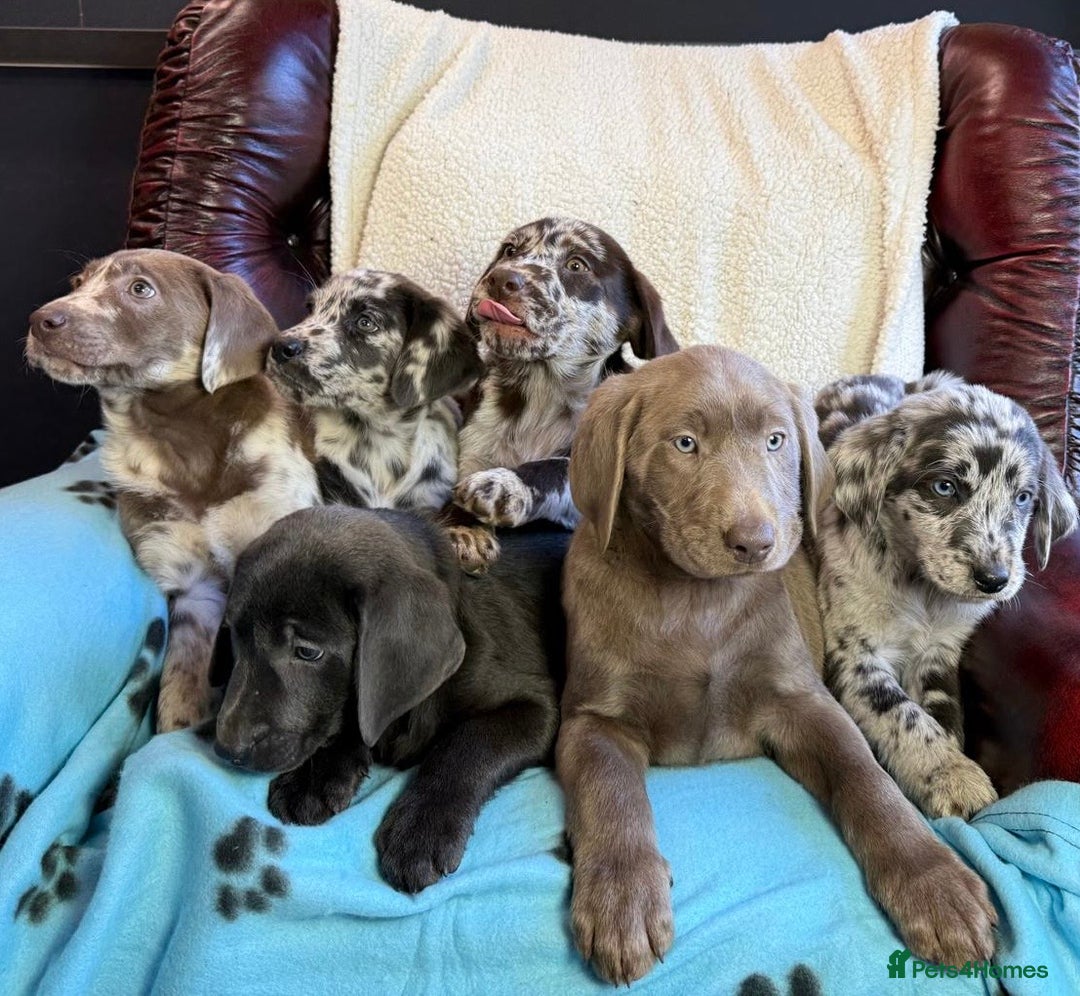 Labrador Retriever dogs for sale: Gorgeous Rare Labrador Retriever Pups  - Image 14