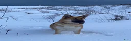 German Shepherd dogs for sale: Gorgeous German Shepherd Puppies - Advert 17