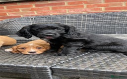 Cocker Spaniel dogs for sale: Cocker Spaniel Pups - Image 1