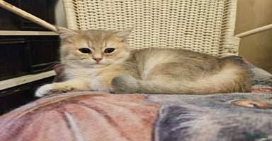 British Shorthair cats Stunning Lilac Golden British Shorthair kitten  - Advert 15