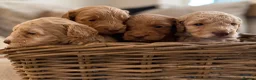 Cockapoo dogs for sale: ⭐⭐OUTSTANDING COCKAPOO PUPPIES⭐⭐ in Melton Mowbray - Advert 16