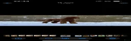 Goldendoodle dogs for sale: Outstanding F1 Standard GoldenDoodles - Advert 10
