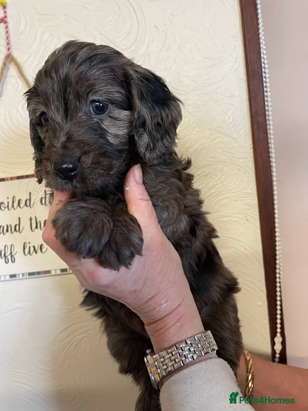 Cockapoo dogs for sale: QUALITY COCKERPOO PUPS .HEALTH TESTED 5 star  - Advert 4
