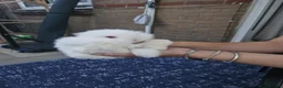 Mini Lion Lop rabbits for sale: Mini lion lops  - Advert 6