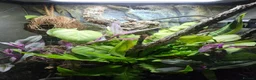 Gecko reptiles for sale: Crested Gecko and full setup  in Bordon - Advert 7