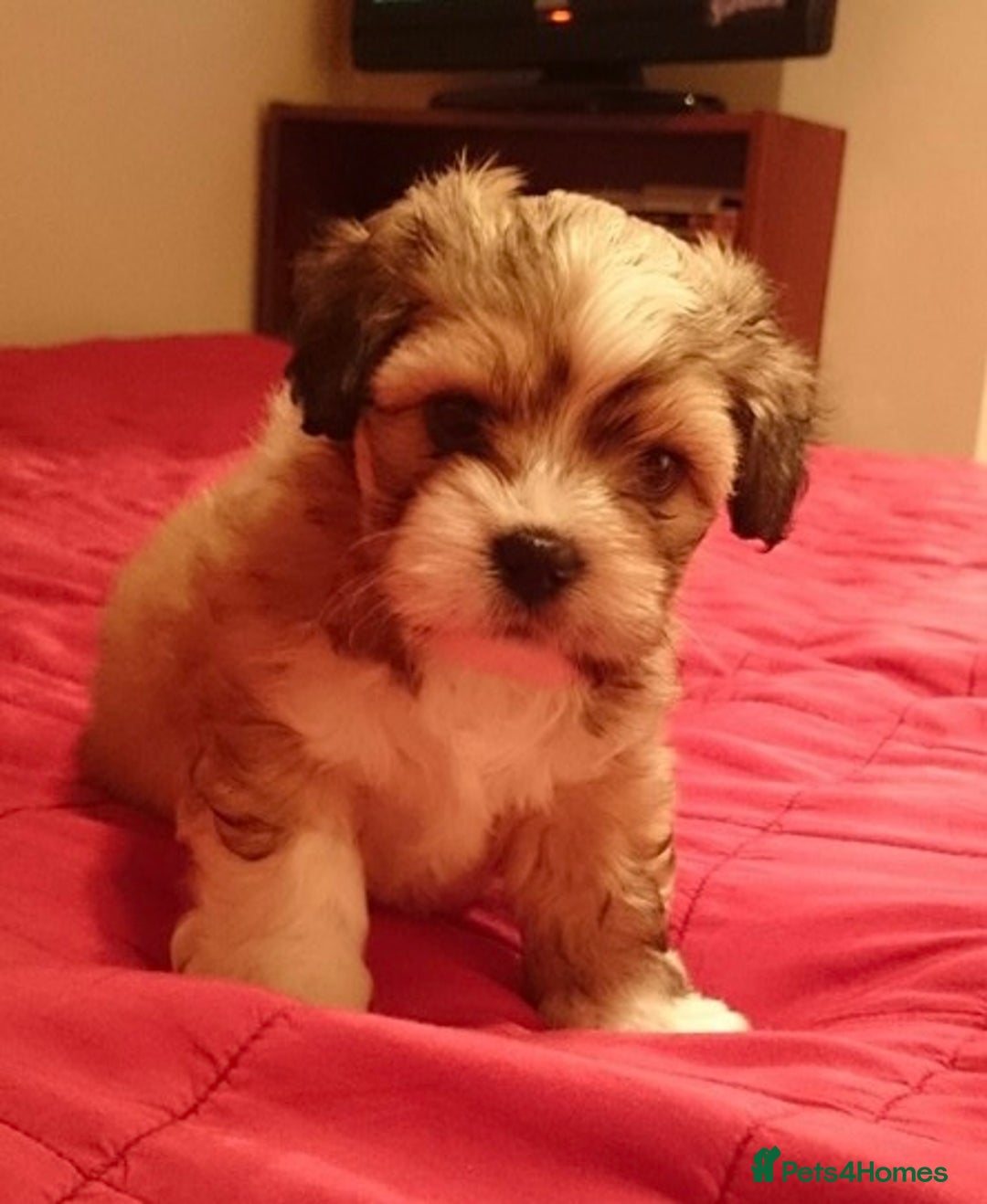 Lhasa Apso dogs for sale: 3rd generation Lhasa poo puppies  - Image 7