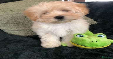 Maltipoo dogs - Advert 3