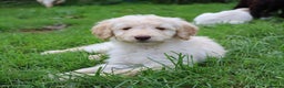 Labradoodle dogs for sale: Licenced Breeder priced to sell - Advert 34