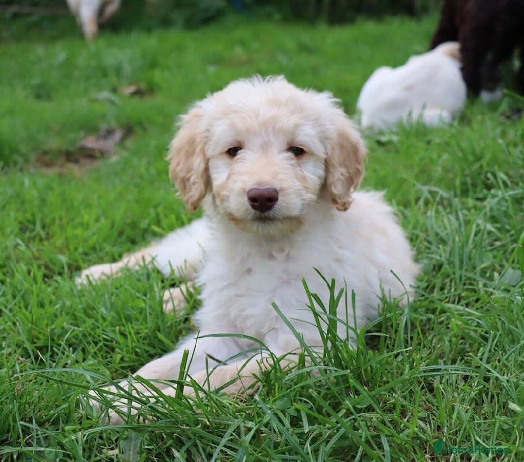 Labradoodle dogs for sale: Lovely Labradoodle Puppies Licenced Breeder - Image 34