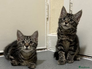 Mixed Breed cats 2 stunning male kittens // NO TIME WASTERS - Advert 6