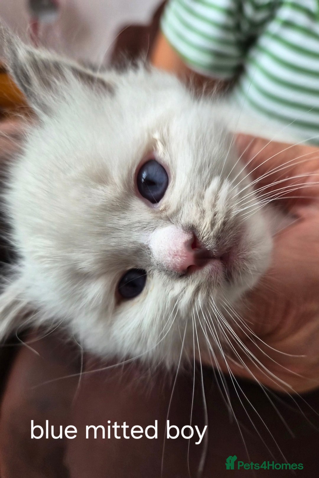 Ragdoll cats for sale: 5 GCCF Pedigree Ragdoll kittens for sale - Image 13