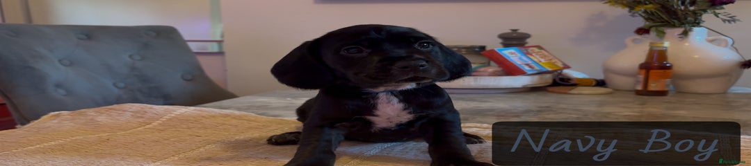 Navy Puppy