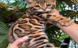 Bengal cats for sale: Beautiful Bengal  Kittens - Image 2