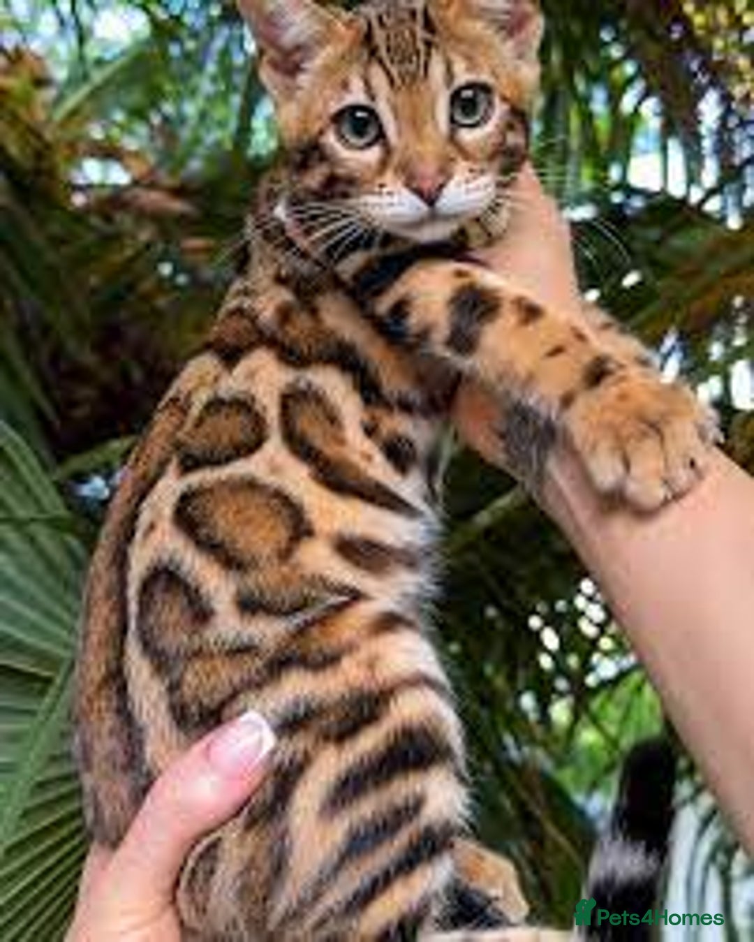 Bengal cats for sale: Beautiful Bengal  Kittens - Image 2