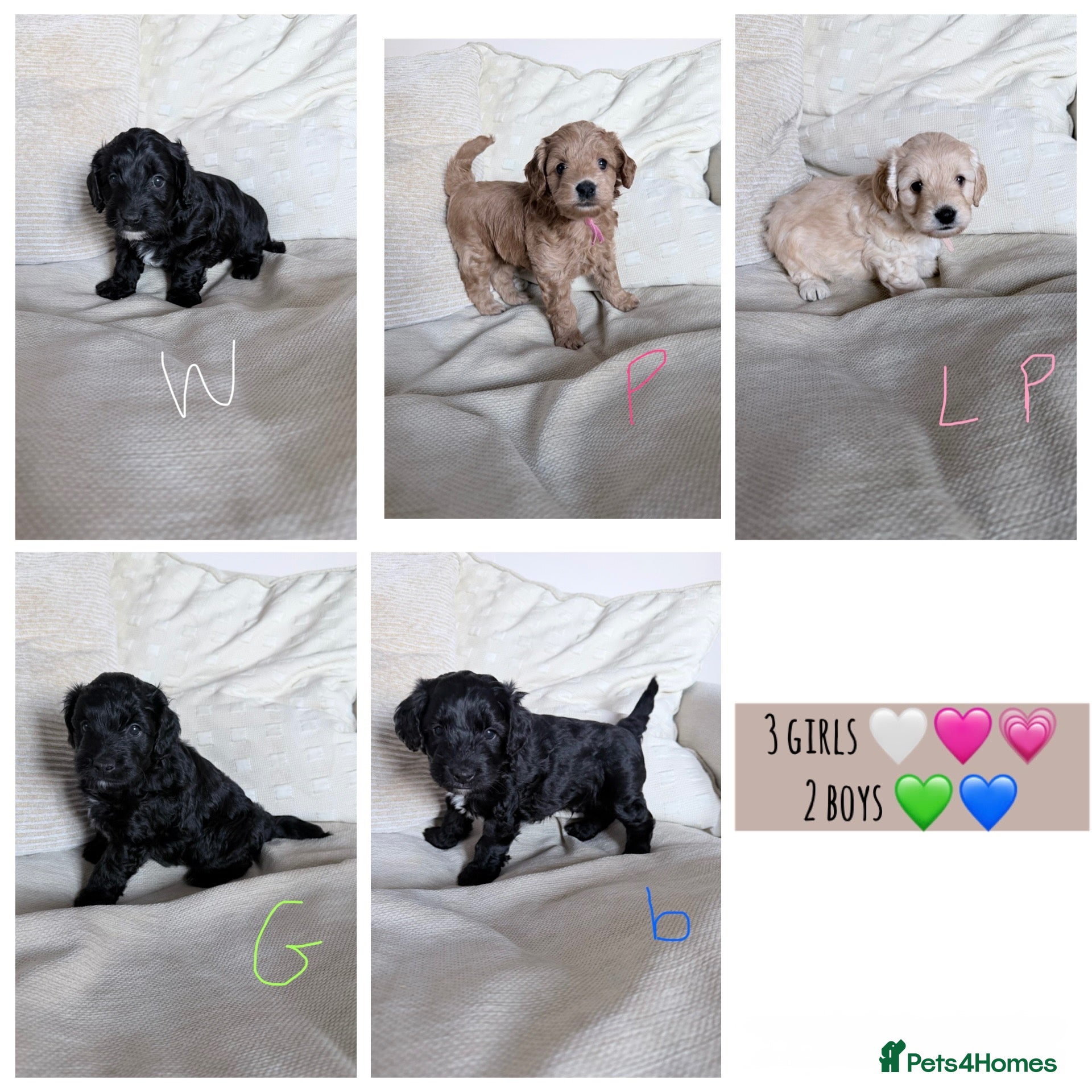 Mixed Breed dogs Cockapoochon puppies 2 gorgeous boys left 💚💙 - Advert 3